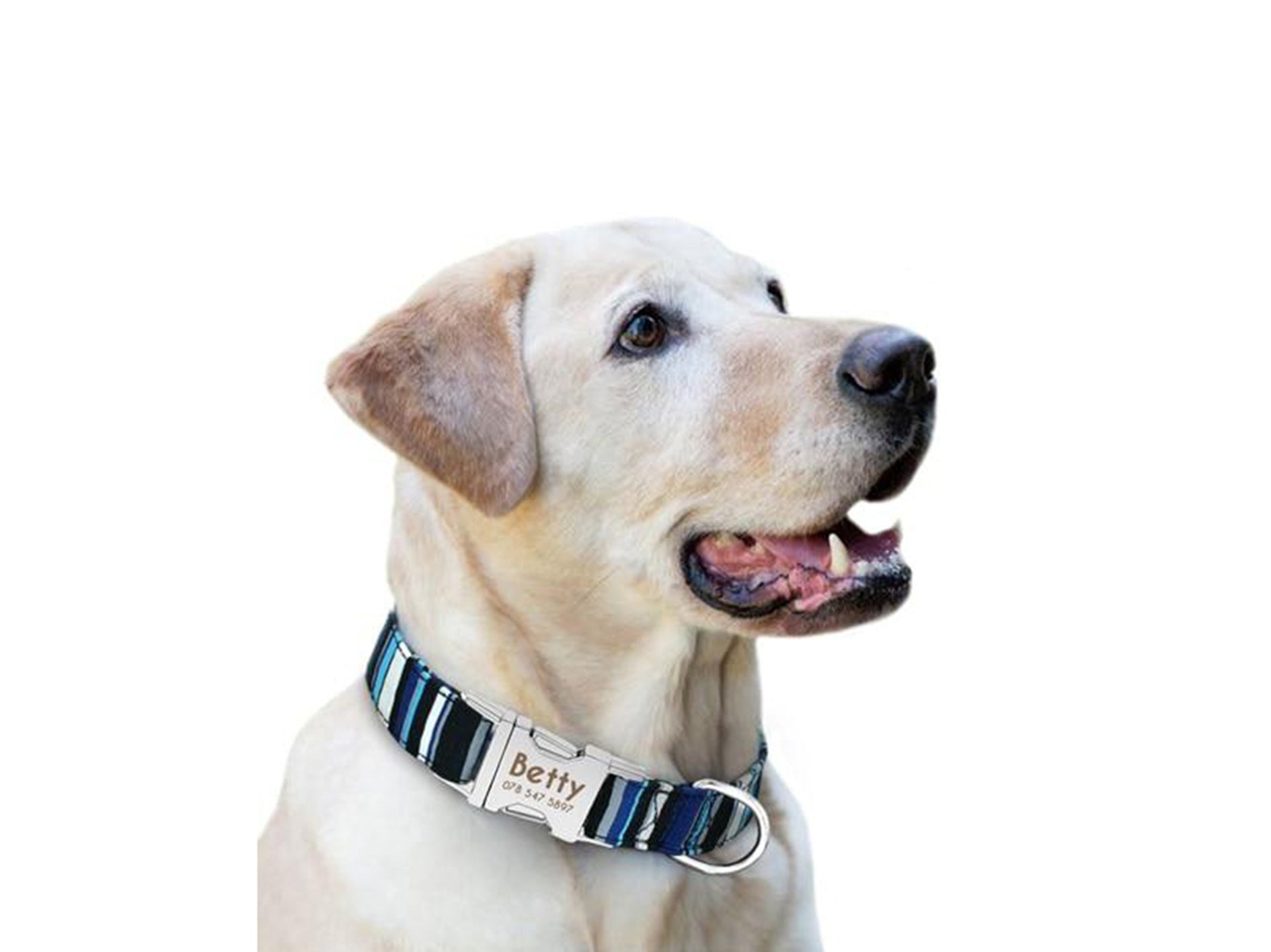 Collier pour chien : Lequel choisir ?