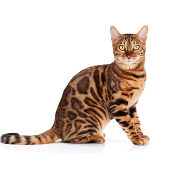 Chat Bengal