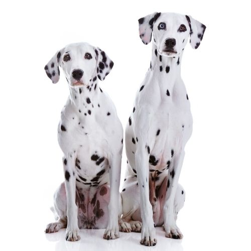 Dalmatien